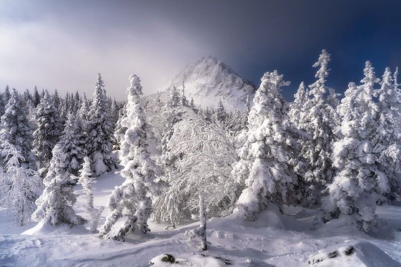 Откликной гребеньphoto preview