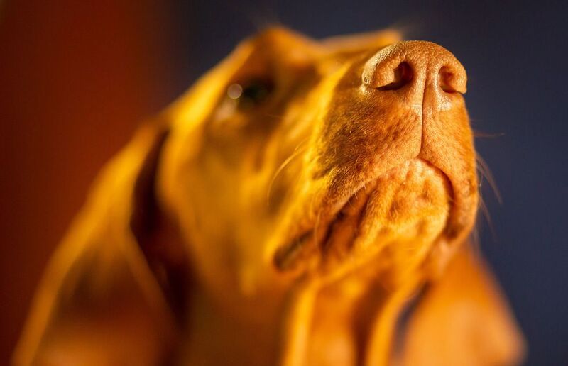 Нос молодой венгерской аристократки. фото превью