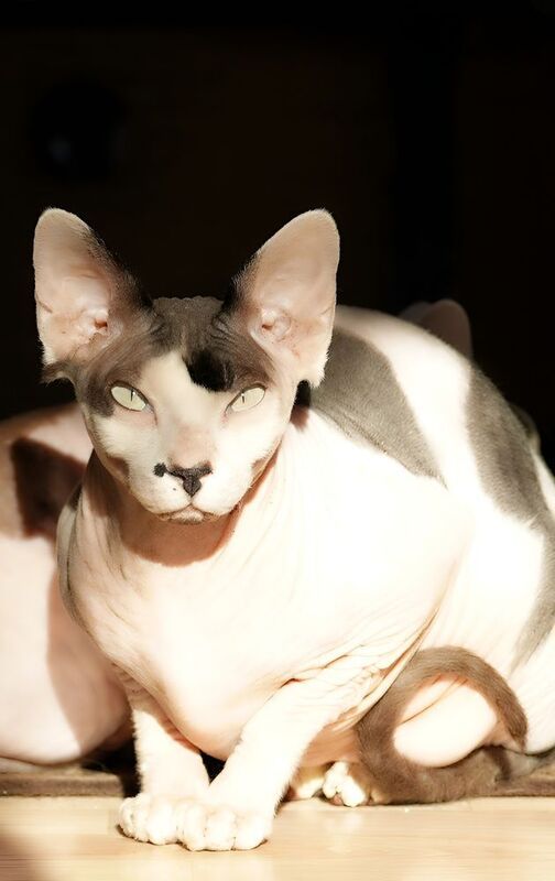 Сфинкс  Наш Ларион photo preview