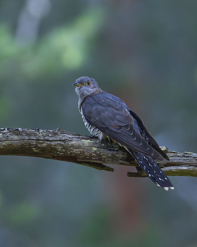 кукушка Лесная гадалкаphoto preview
