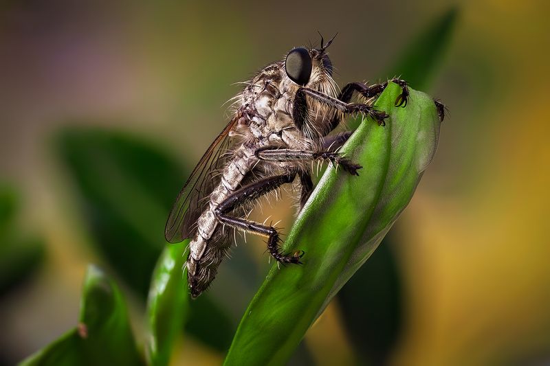 Ктырьphoto preview