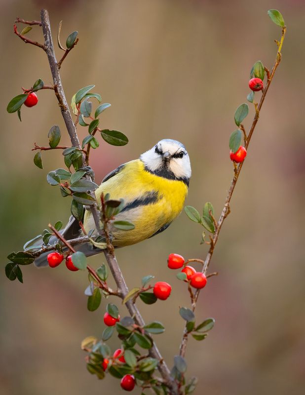 Titmousephoto preview