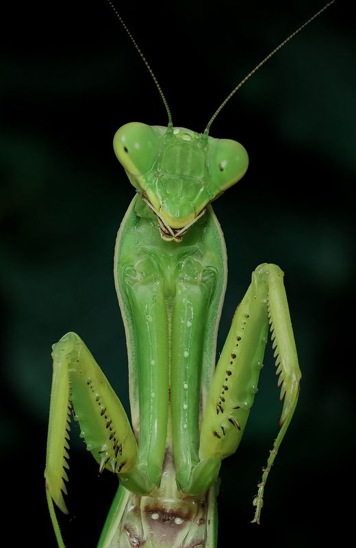 макро, богомол, Портрет Mantis religiosaphoto preview