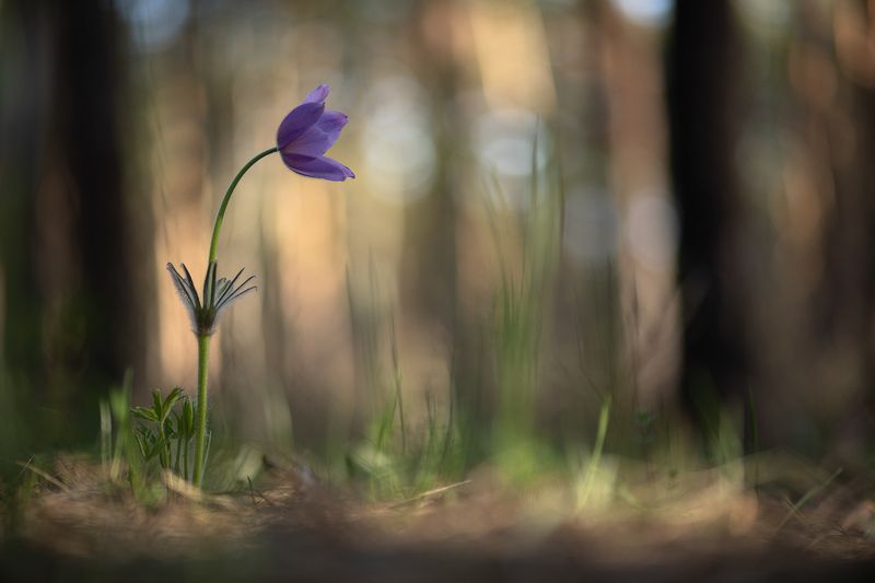 сон трава, россия, весна, апрель, воронеж, красота, nikon d 850, гелиос-40-2 1,5/85 никон Один сон...photo preview