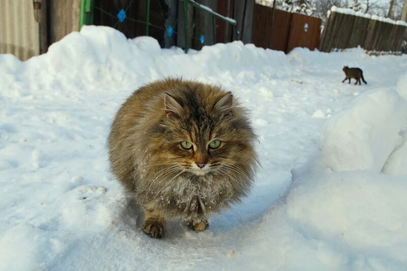 зима, снег, кот, лучеса, пушистый Кошачья жизньphoto preview