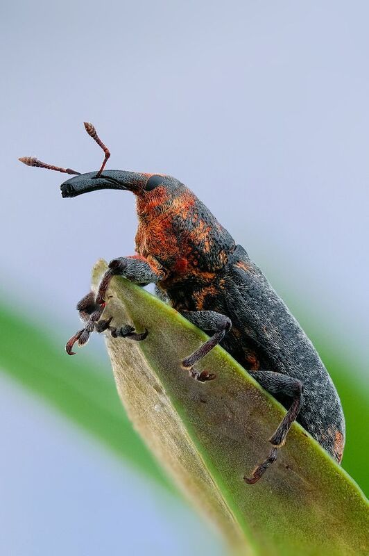 #макросъёмка, #макромир, #макрофото, #макросъемканасекомых, #макро_насекомые, #мирнасекомых, #насекомые, #жуки, #бабочки, #энтомология, #природа, #фауна, #красотаприроды, #фото_насекомых, #фотоприроды, #природавокруг, #увеличение, #ультрамакро, #интересны Долгоносикphoto preview