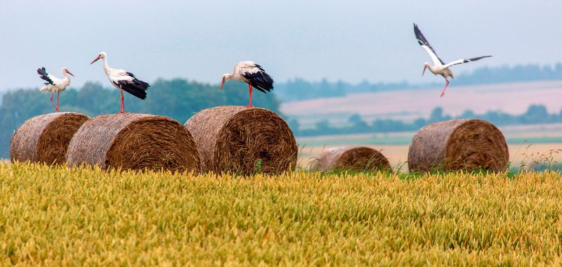 Много пшеницы, четыре аиста и пять рулонов... фото превью