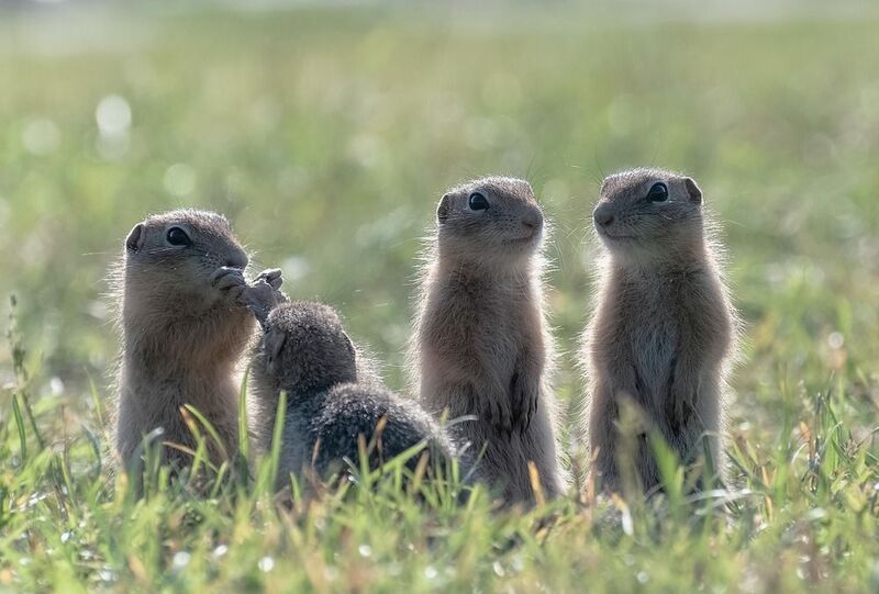 животный, животный мир, суслики, сибирь, лето, красноярск Дружная командаphoto preview