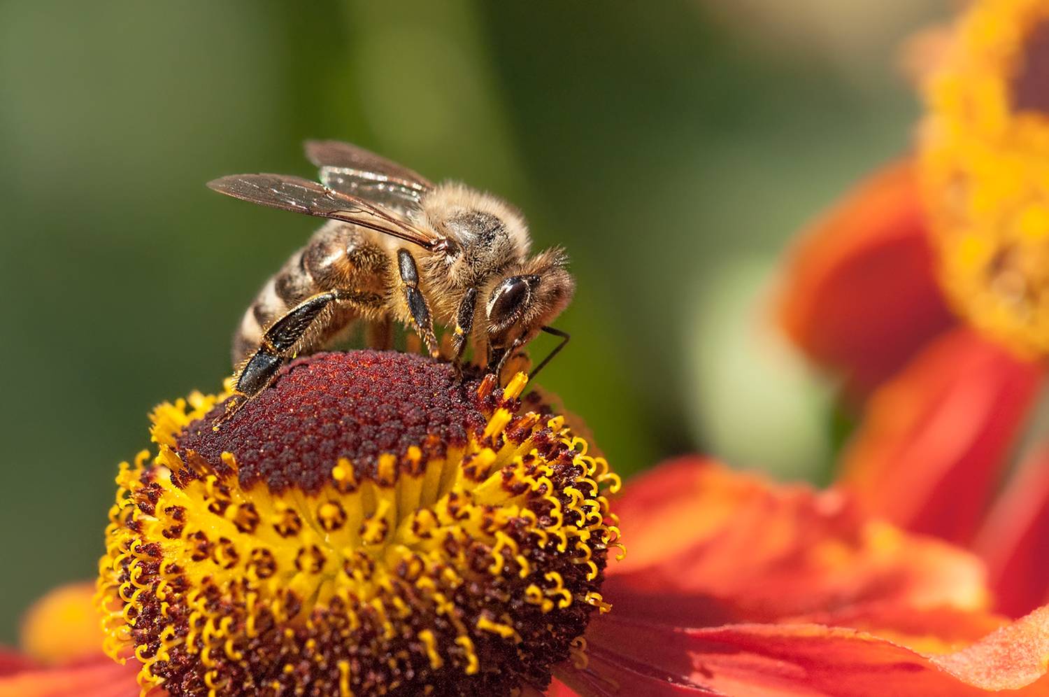 , Олег Тыркин