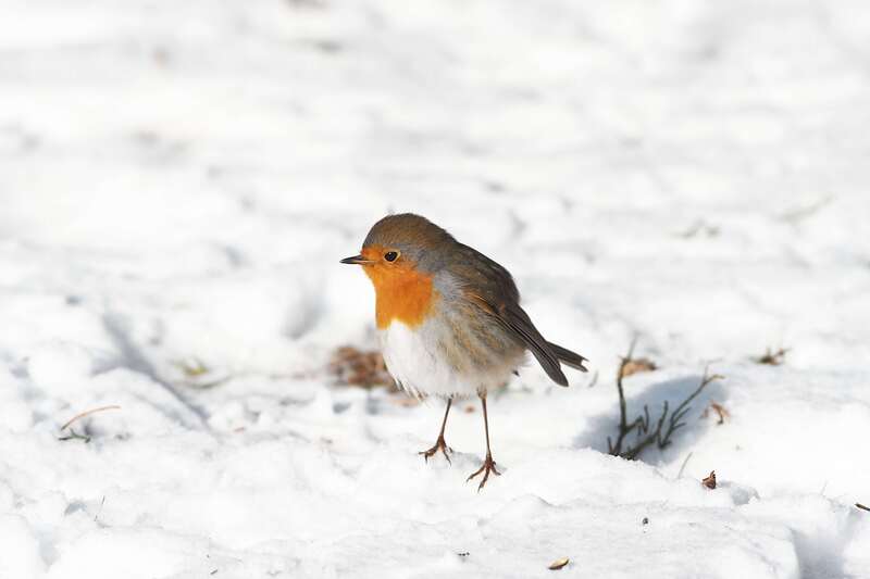 bird, birds, volgograd, russia, wildlife,  #photo preview
