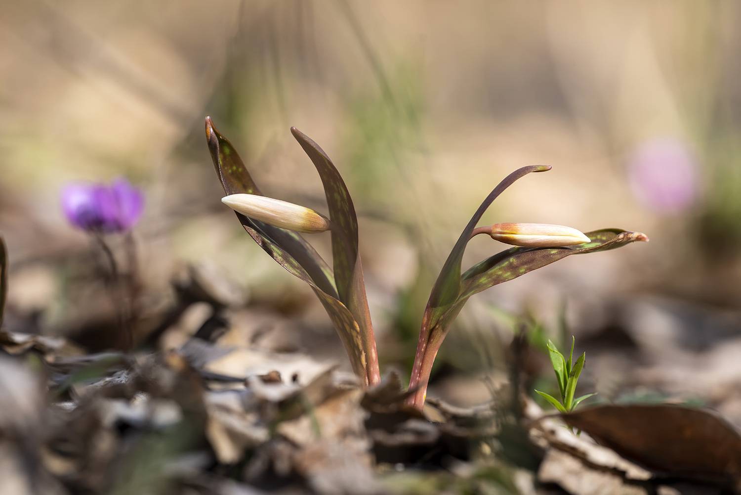, Александр Земляной