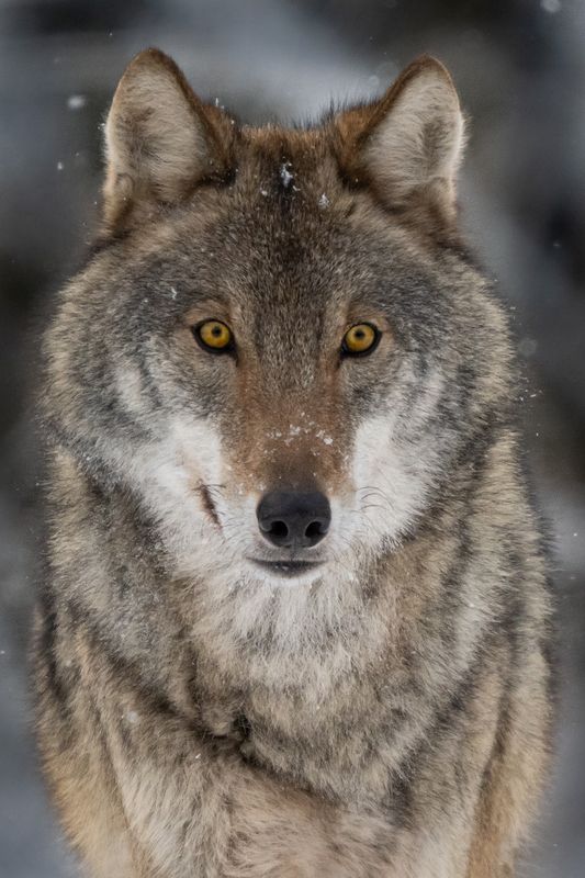 Волк, зверь, хищник Серыйphoto preview