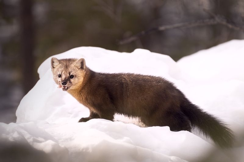 соболь, красноярский края, красноярские столбы Соболек, который гуляет сам по себе на Красноярских Столбах фото превью