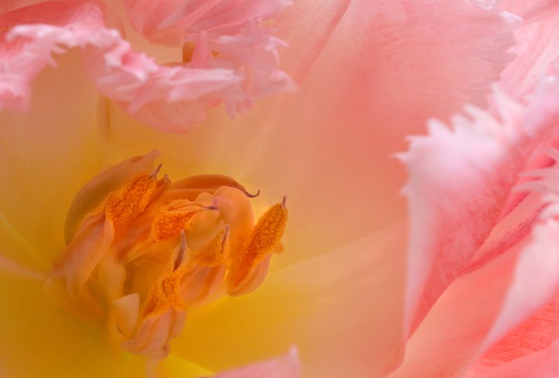 Тюльпан фото превью