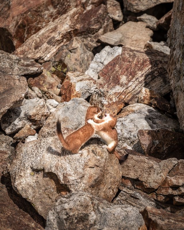 кавказ, карачаево-черкесия, горы,  горностай, ласка, фауна, животные, архыз Борцы фото превью
