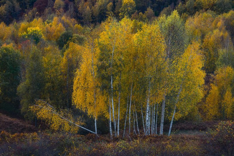 Distinctphoto preview