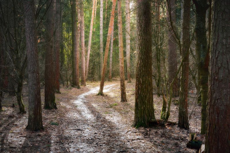 лес, весна, свет В весеннем лесуphoto preview