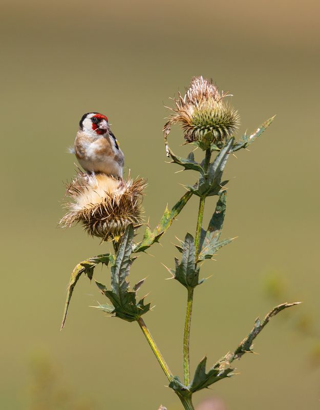 щегол, птицы, природа За обедомphoto preview