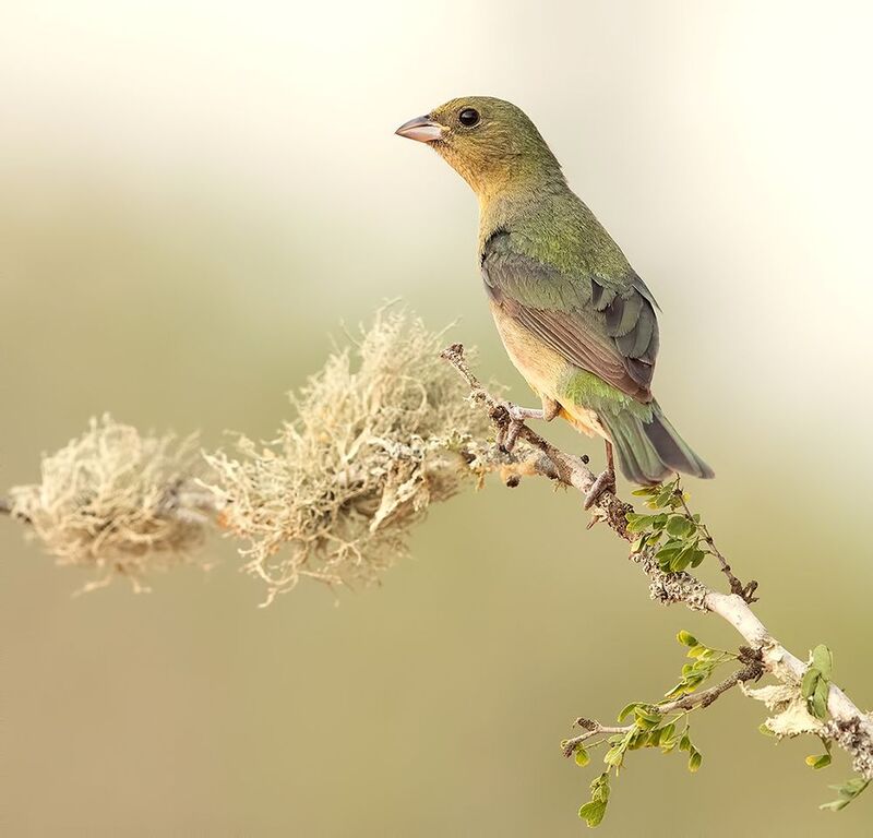painted bunting, расписной овсянковый кардинал, кардинал, cardinal, texas Female. Painted bunting - Cамка. Расписной овсянковый кардиналphoto preview
