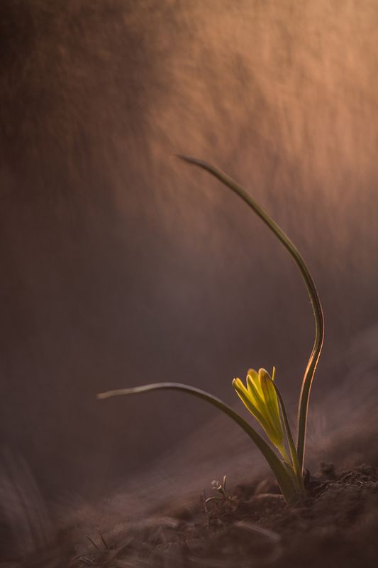 Гусиный лукphoto preview