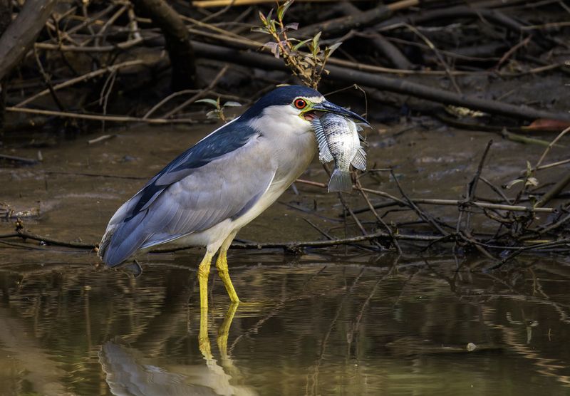 Ква-ква.photo preview