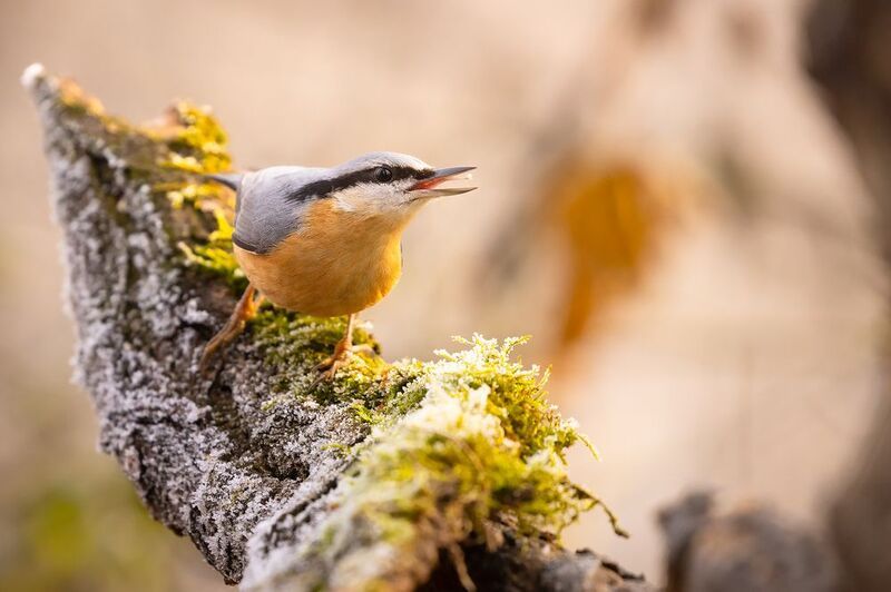 Nuthatchphoto preview
