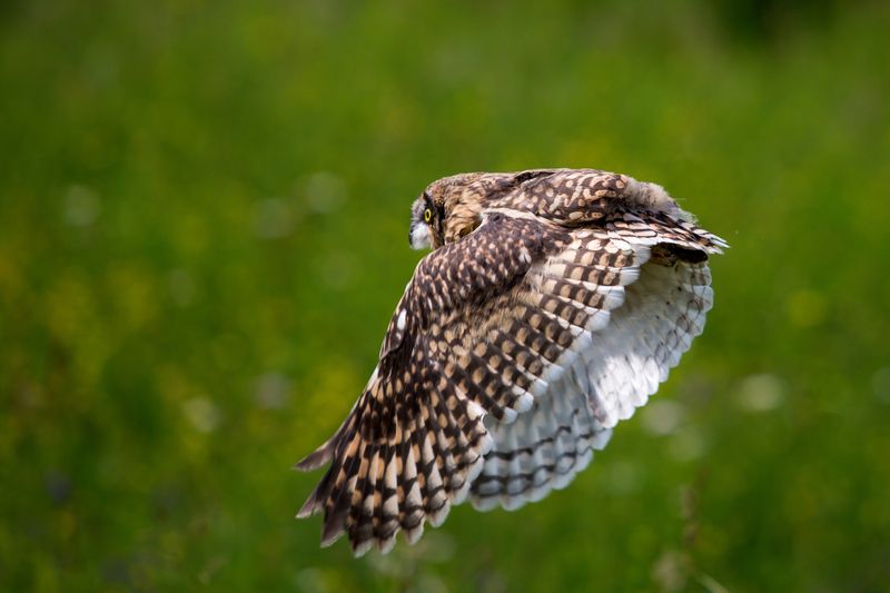 Болотная соваphoto preview