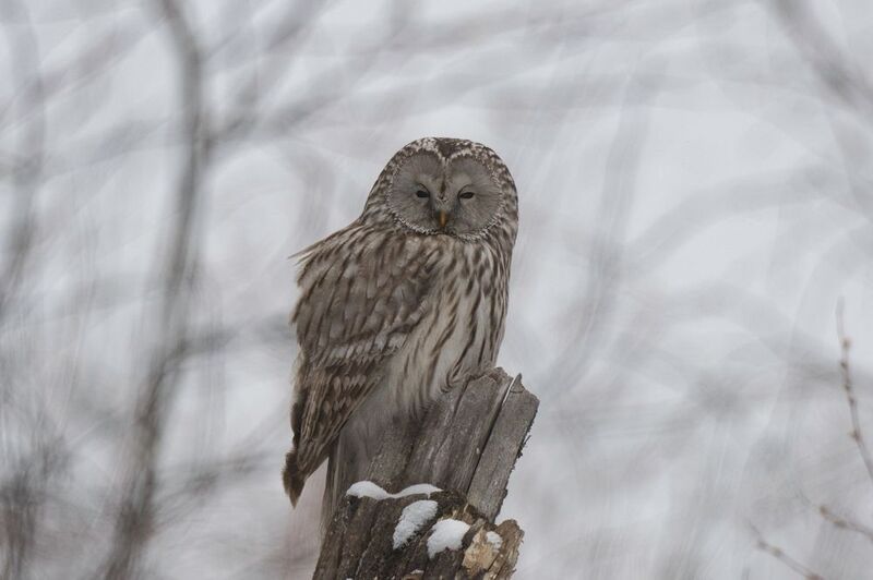 длиннохвостая неясыть Ожидание весныphoto preview