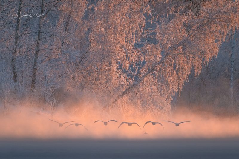 алтай,лебеди,утро,рассвет В свете утра... фото превью
