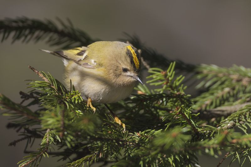 Желтоголовый королекphoto preview