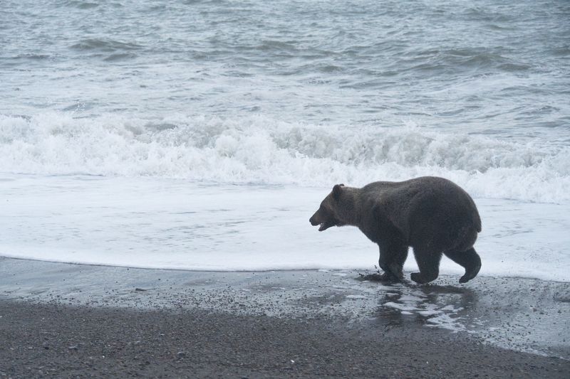 Чукотка Хозяин косыphoto preview