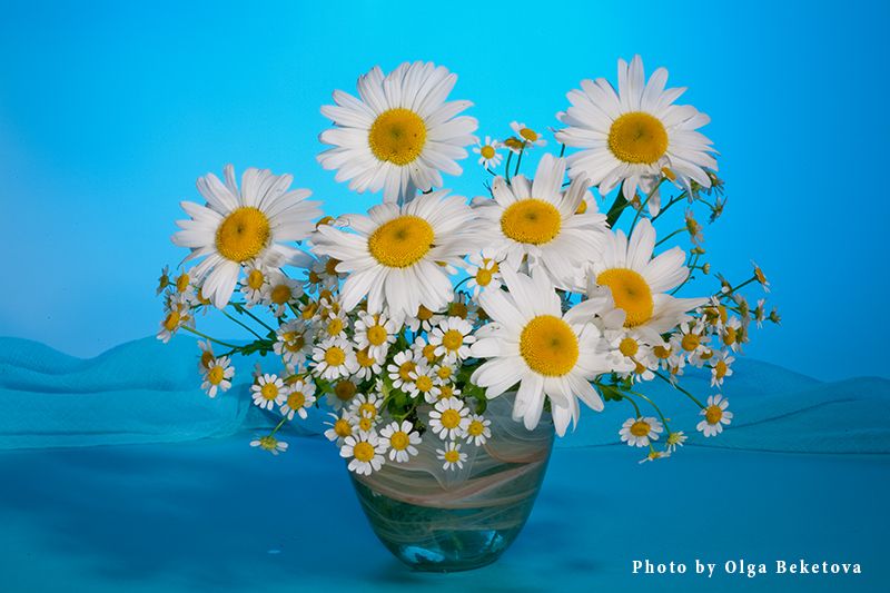 цветы букет ромашки Ромашкиphoto preview