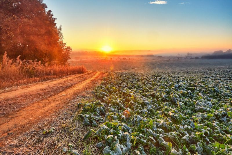 беларусь, иней, минск и окрестности, облака, октябрь, осень, поля, рассвет, туман, утро Осенняя расветнаяphoto preview