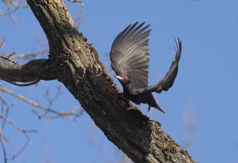 птицы,природа, весна Желнаphoto preview