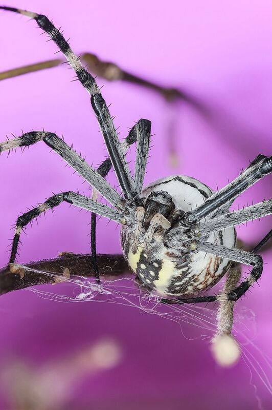 Аргиопа Брюнниха (лат. Argiope bruennichi)photo preview