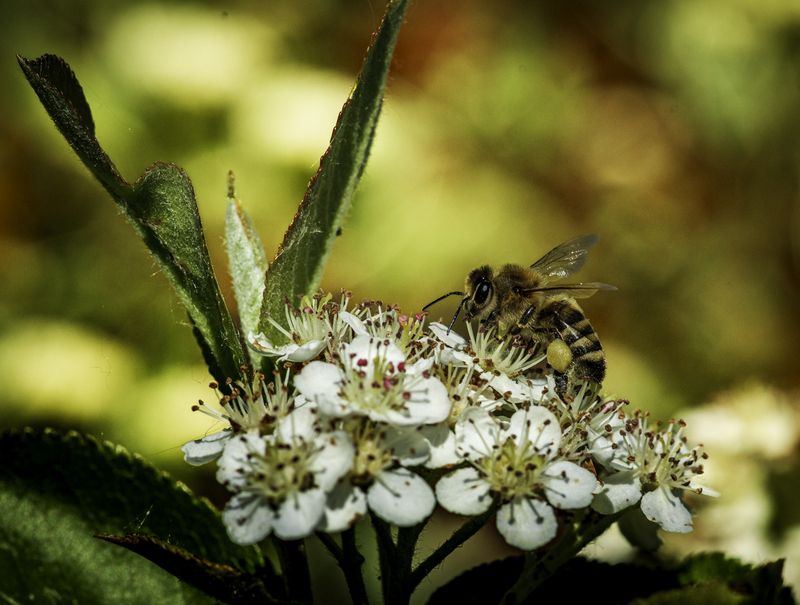 макро,природа В садуphoto preview