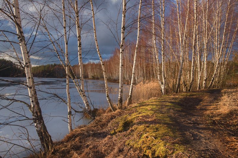 весна март тропинка березки черная порза серково Весеннее настроениеphoto preview