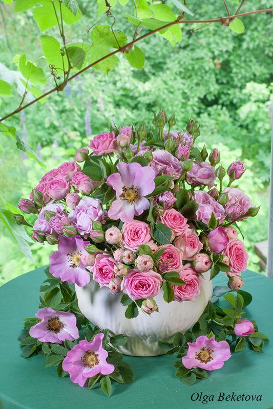 дача розы натюрморт Розочкиphoto preview