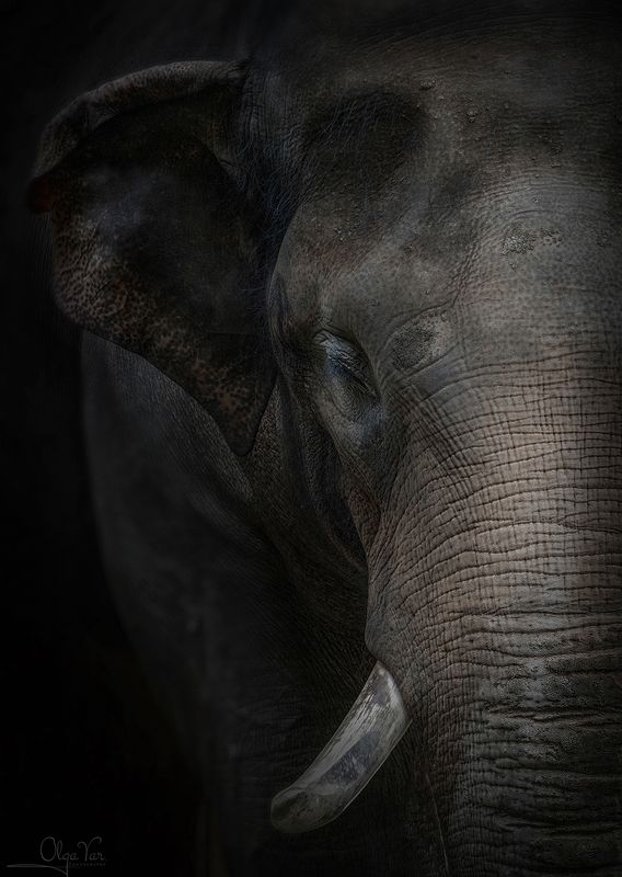 слон, животные Не уместился...)photo preview