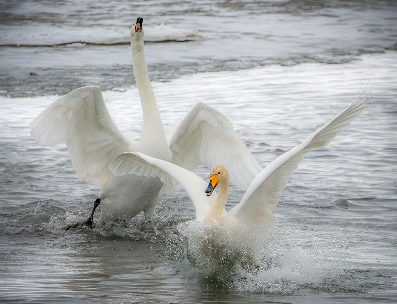 лебеди кликуны на бии Танцы на водеphoto preview