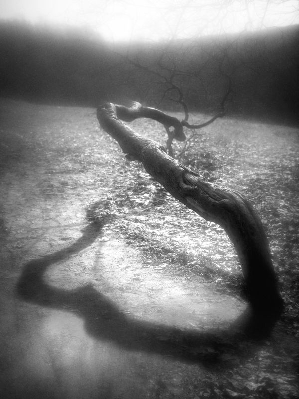 чб, абстракция Змей искуситель.photo preview