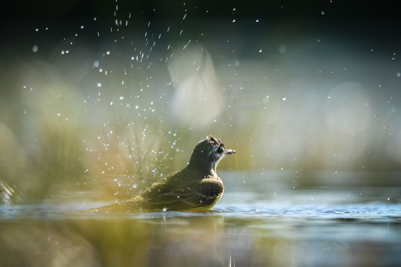 Жёлтая трясогузка Купаниеphoto preview