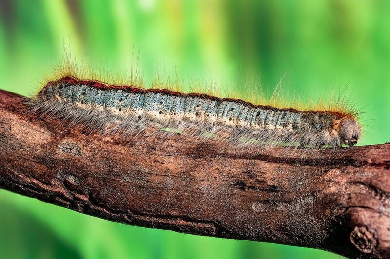 Коконопряд молочайный (лат. Malacosoma castrensis)photo preview