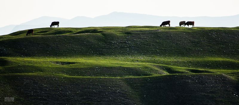 Дагестан, зелёные холмыphoto preview