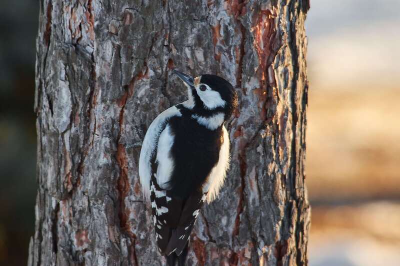 bird, birds, volgograd, russia, wildlife,  #photo preview