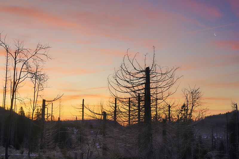 В мёртвом лесуphoto preview