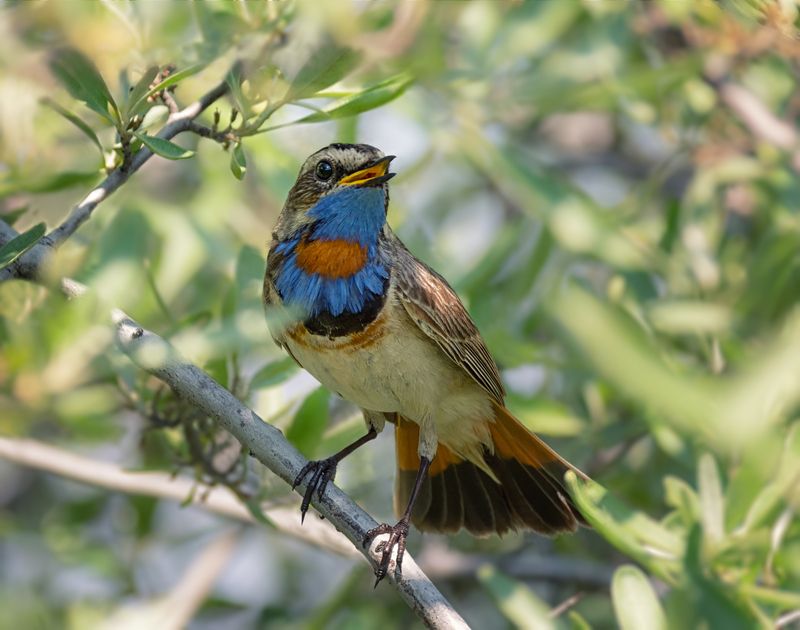 птица, варакушка, самец, Варакушка (3 ФОТО)photo preview