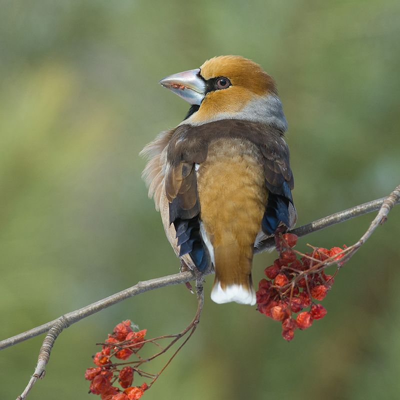 дубонос,самец,рябина,март Нарядныйphoto preview