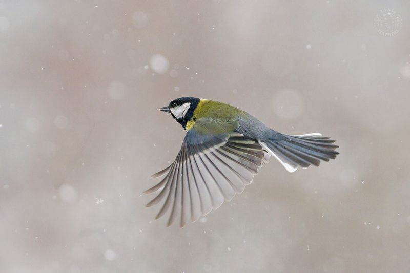 Большая синица - Lens and Feathersphoto preview