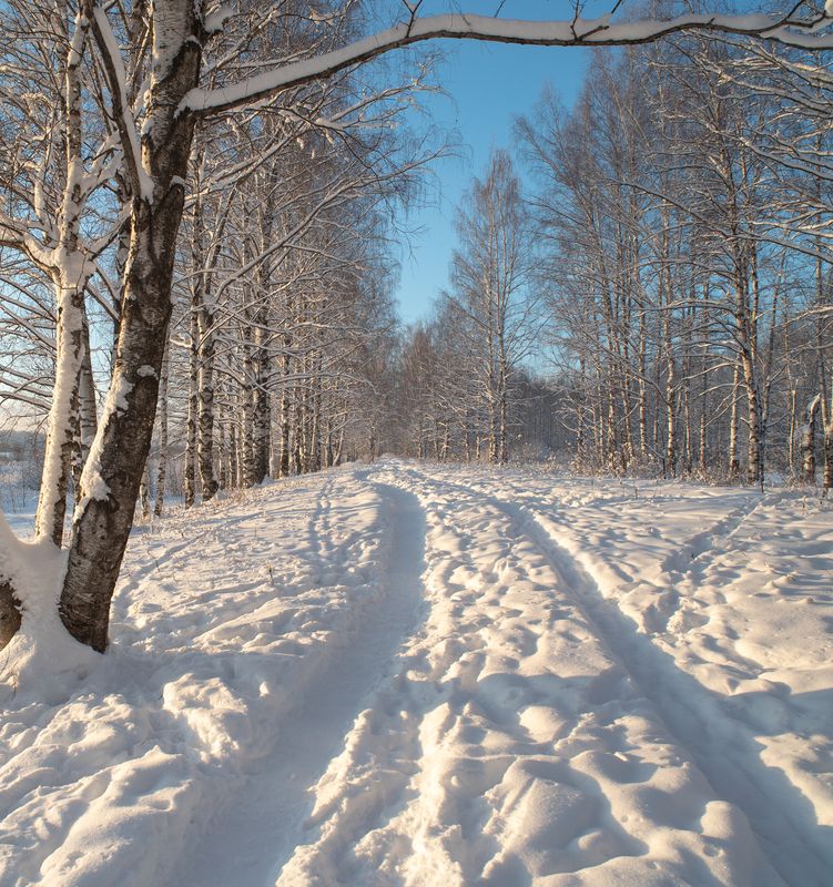 Яркий зимний день в березовой рощеphoto preview
